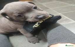 Staffordshire Bull Terrier dogs for sale: #Ready2go Kc registered blue staffy pups 4 sale - Image 4