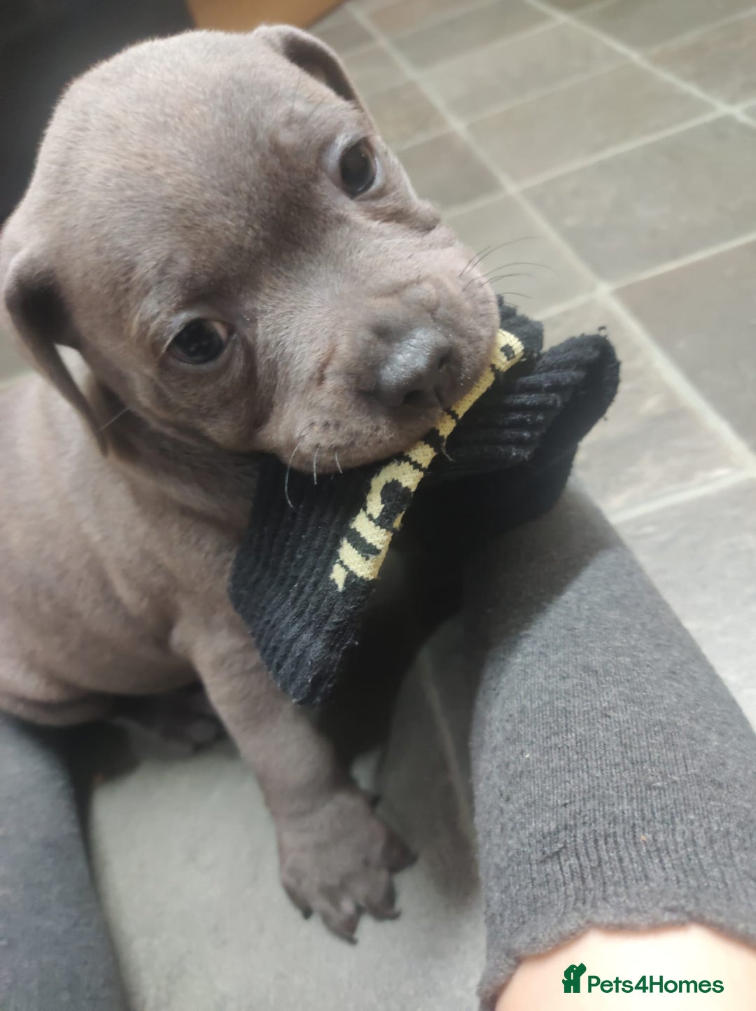Staffordshire Bull Terrier dogs for sale: #Ready2go Kc registered blue staffy pups 4 sale - Image 4
