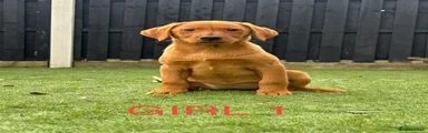 Labrador Retriever 6