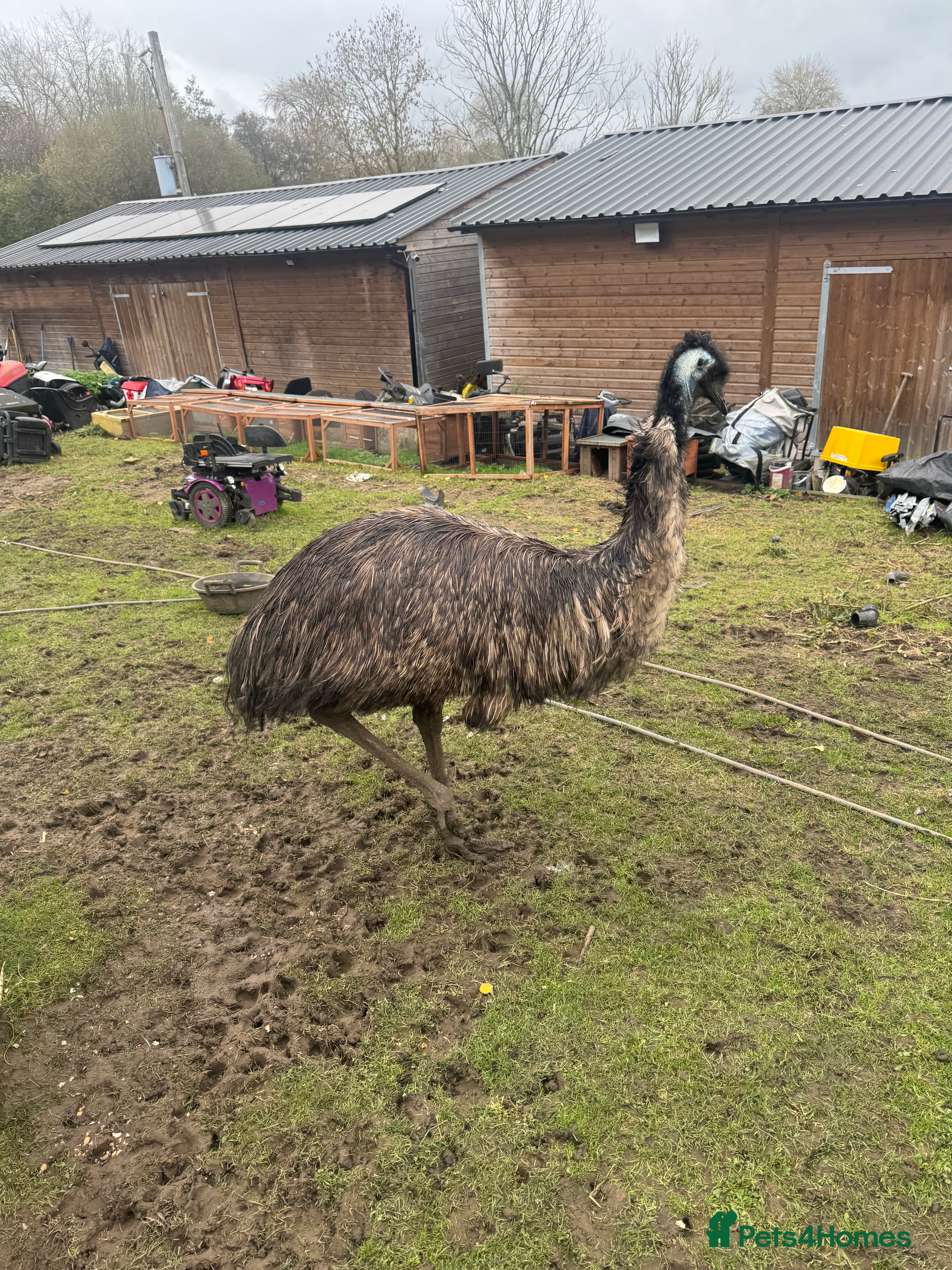 Emus poultry Sparkles the emu  for sale - Advert 2