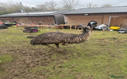 Emus poultry for sale: Sparkles the emu and baby rhea for sale - Image 1