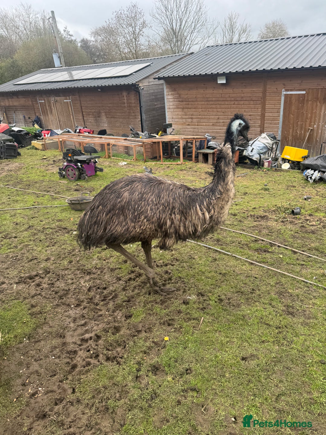 Emus poultry for sale: Sparkles the emu and baby rhea for sale - Image 1