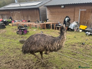 Emus poultry Sparkles the emu and baby rhea for sale - Advert 1