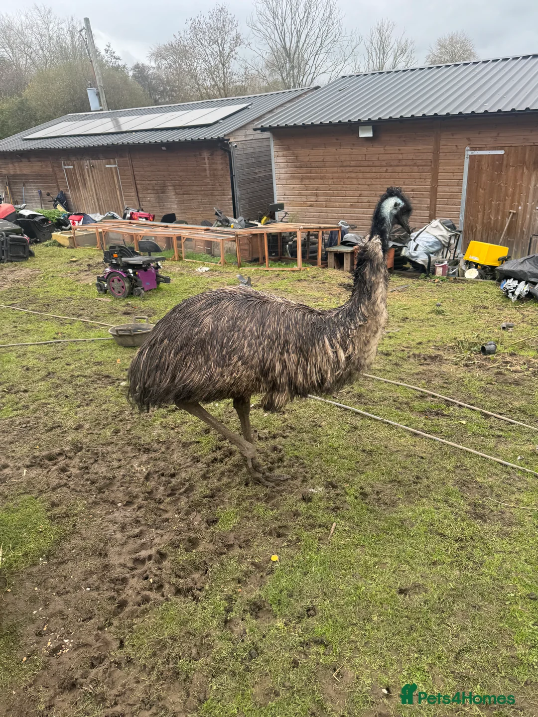Emus poultry for sale: Sparkles the emu  for sale - Advert 1