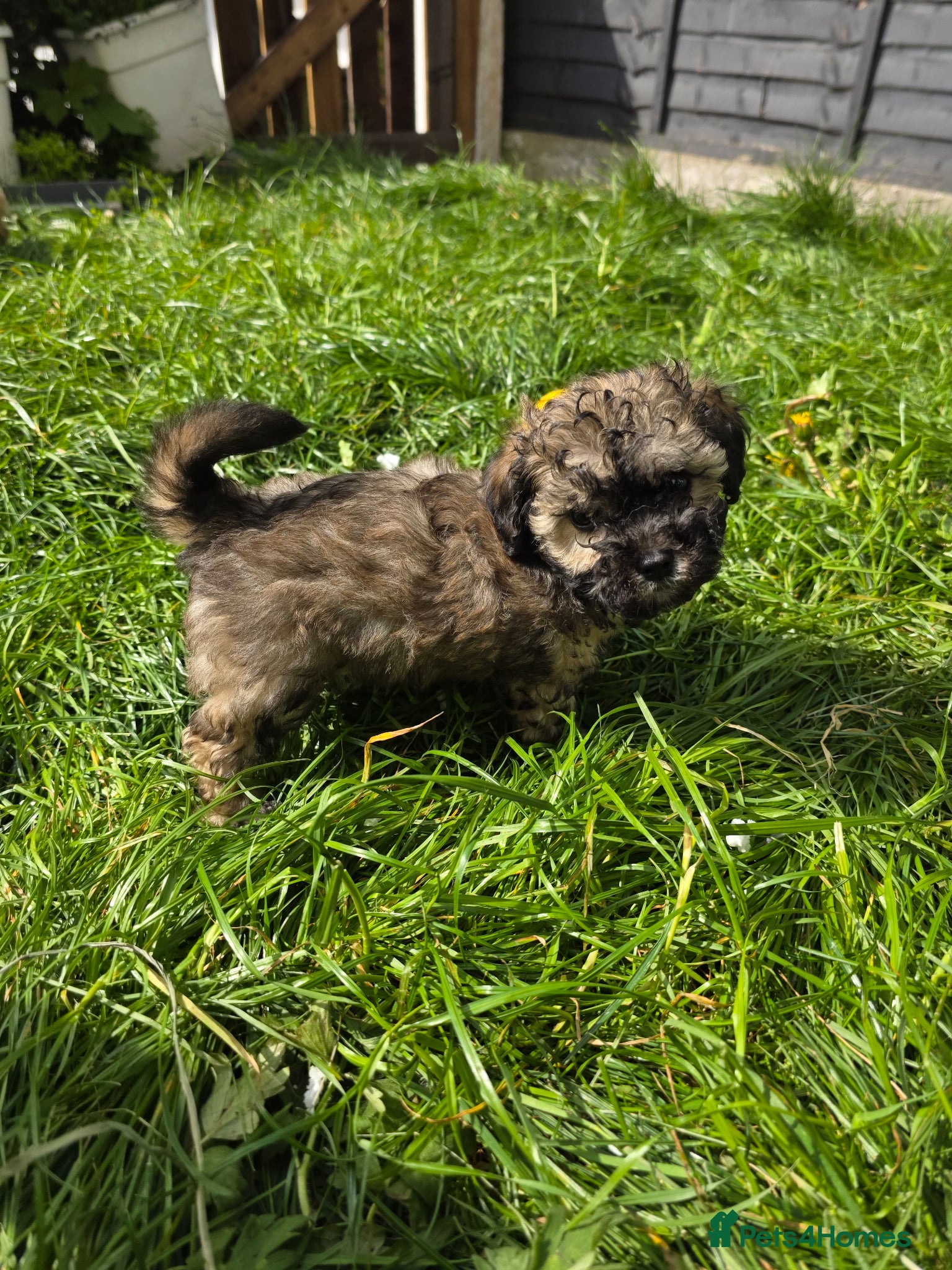 Maltipoo dogs (READY TO GO) Maltipoo Puppies - Advert 3