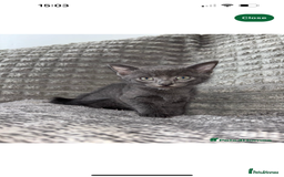Bengal cats for sale: Missy - Image 1