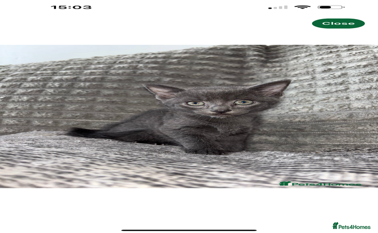 Bengal cats - Advert 12