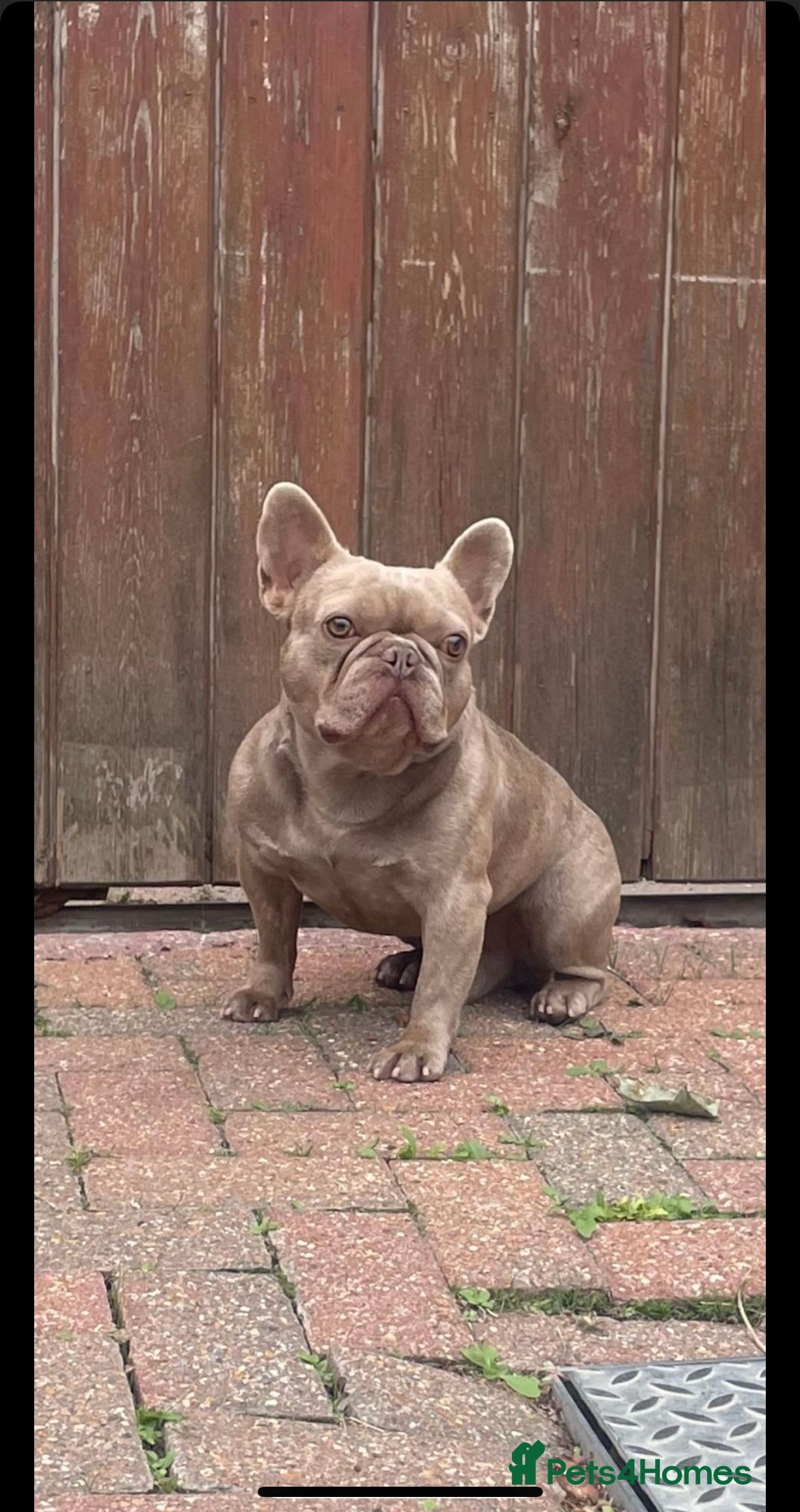 French Bulldog dogs for stud: Small, short & compact Isabella & Tan stud in Ongar - Advert 1