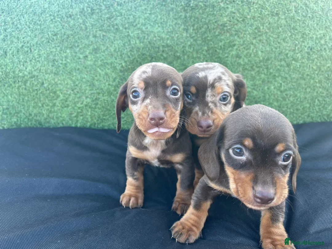 Dachshund dogs for sale: 3 adorable dachsund puppies ready for new home! - Advert 1