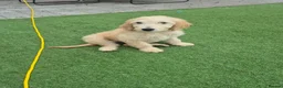 Goldendoodle dogs for sale: F1 standard goldendoodle  - Advert 10