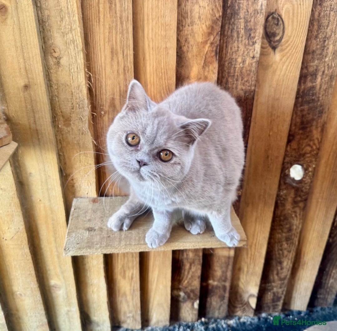 British Shorthair cats for sale: British shorthair fawn tortie female - Image 3