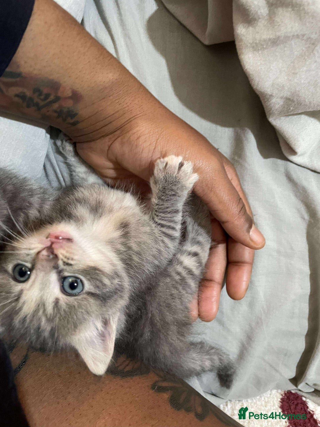 Mixed Breed cats for sale: 3 Beautiful Kittens Needing A Home - Advert 3