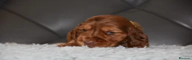 Cocker Spaniel 4
