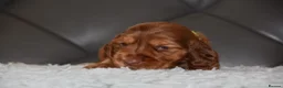 Cocker Spaniel dogs for sale: Kc Reg Show Type Cocker Spaniel  Health Tested - Advert 29