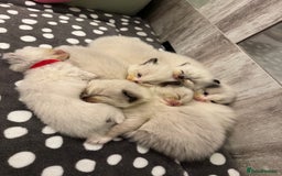 Ragdoll cats for sale: Beautiful Ragdoll Kittens  - Image 34