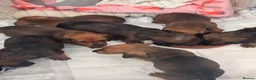 Dachshund dogs for sale: Long & Short haired Sable crea Dachshund puppies  - Advert 26