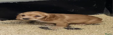 Cocker Spaniel 2