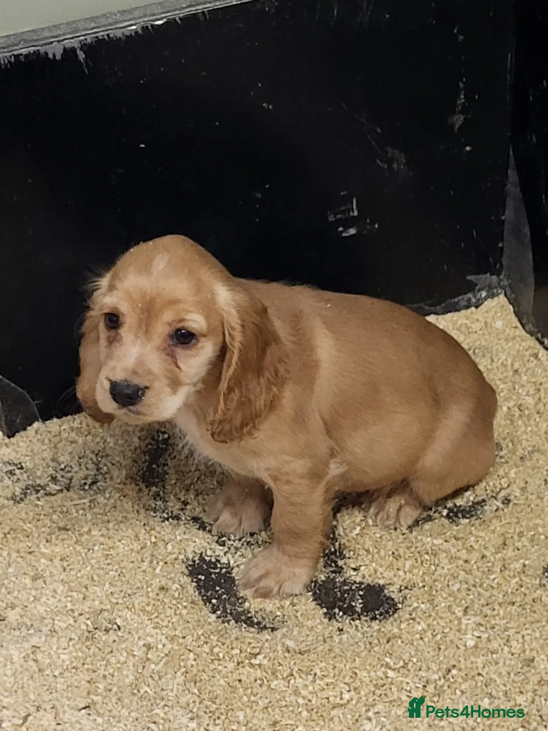 Cocker Spaniel dogs for sale: Cocker Spaniel puppies  - Advert 2