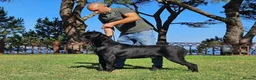 Cane Corso dogs for sale: Cane corso  - Advert 7