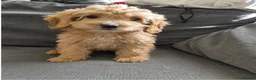 Cockapoo dogs for sale: F1 cockapoo last two boys ready now - Advert 3
