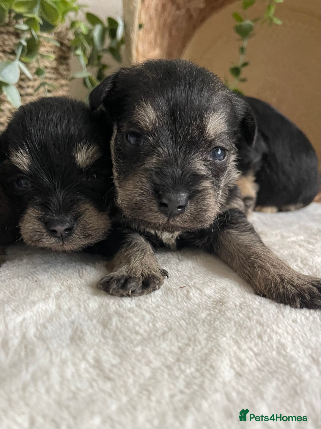 Miniature Schnauzer dogs for sale: STUNNING DNA TESTED MINI SCHNAUZER  - Advert 10