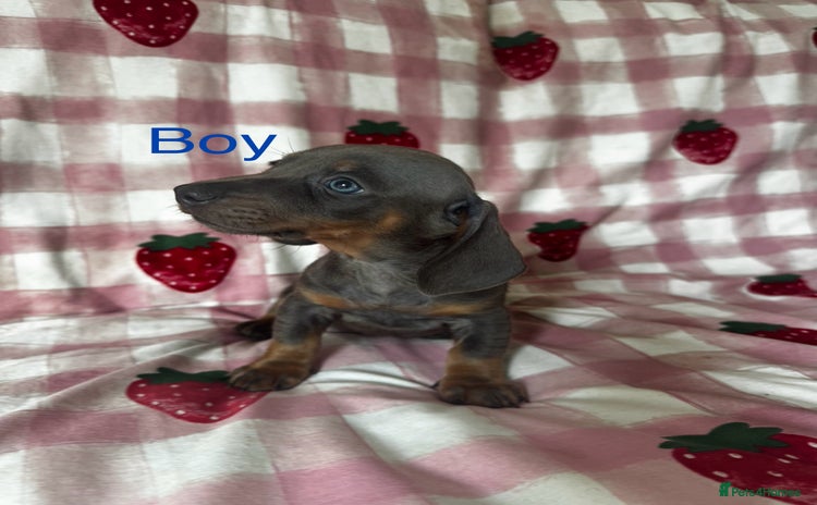 Dachshund dogs - Advert 3