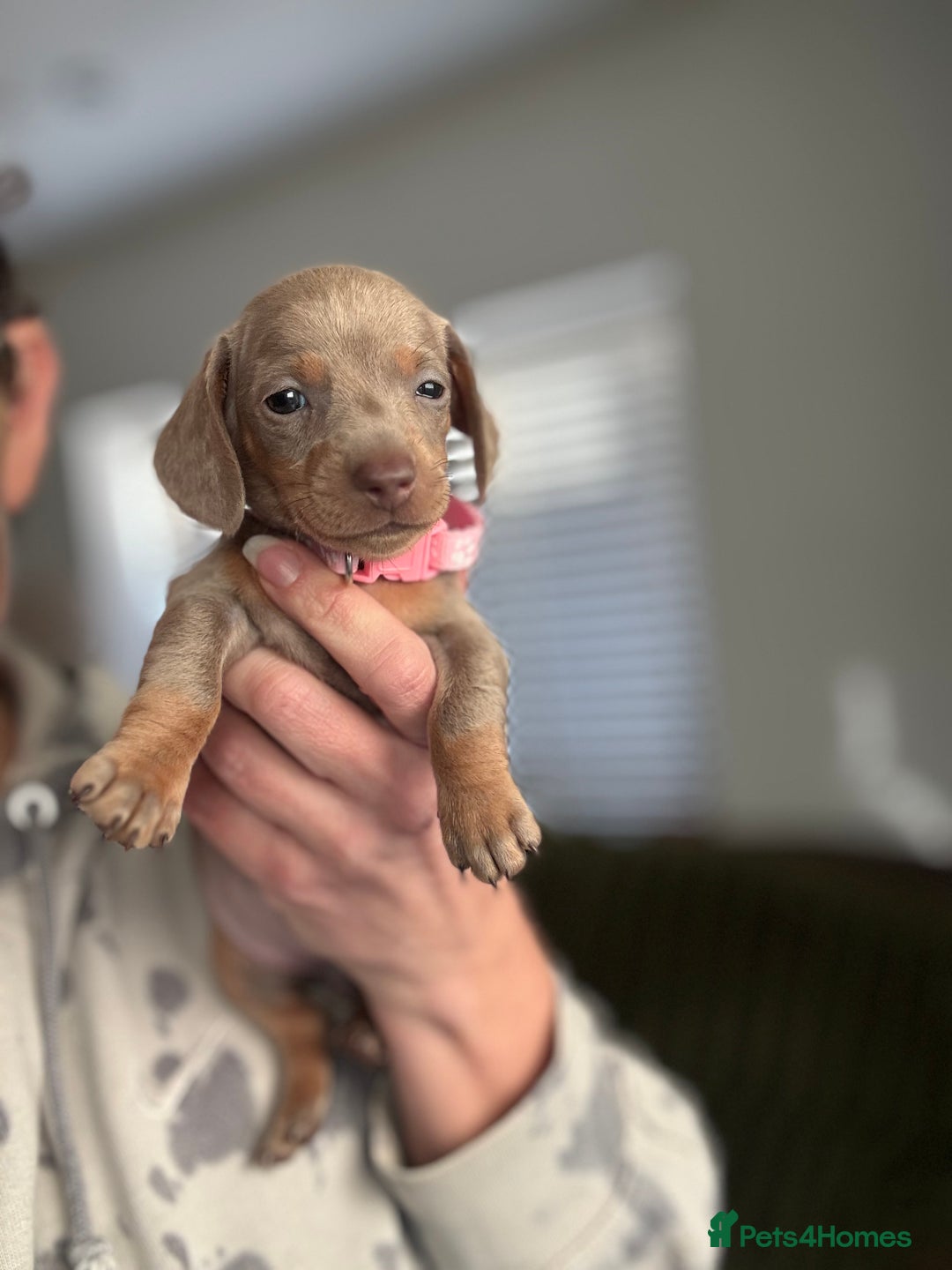 Miniature Dachshund dogs for sale: Beautiful miniature dachshund puppies - Advert 9