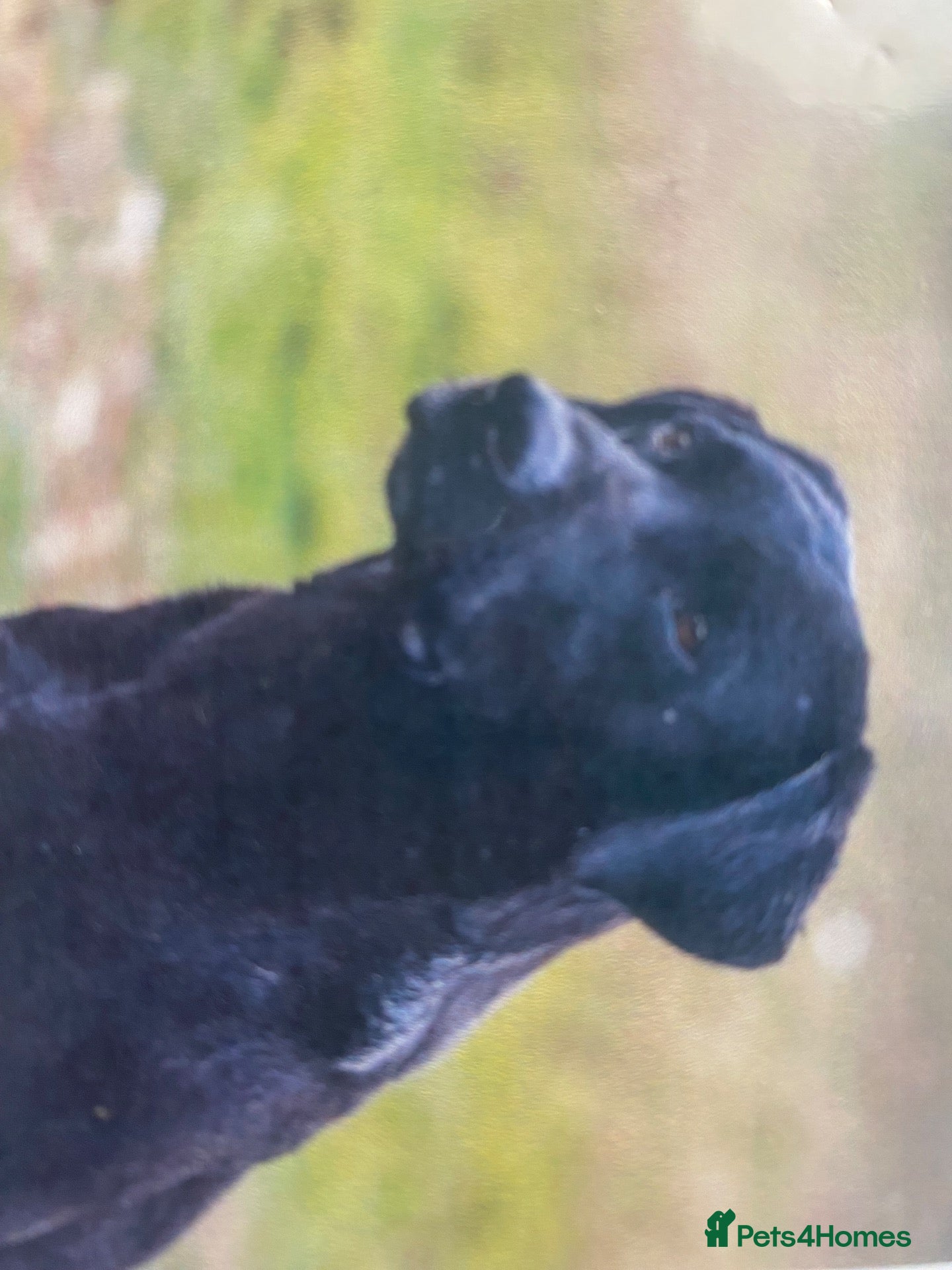 Labrador Retriever dogs STUNNING LABRADOR PUPPIES  - Advert 2