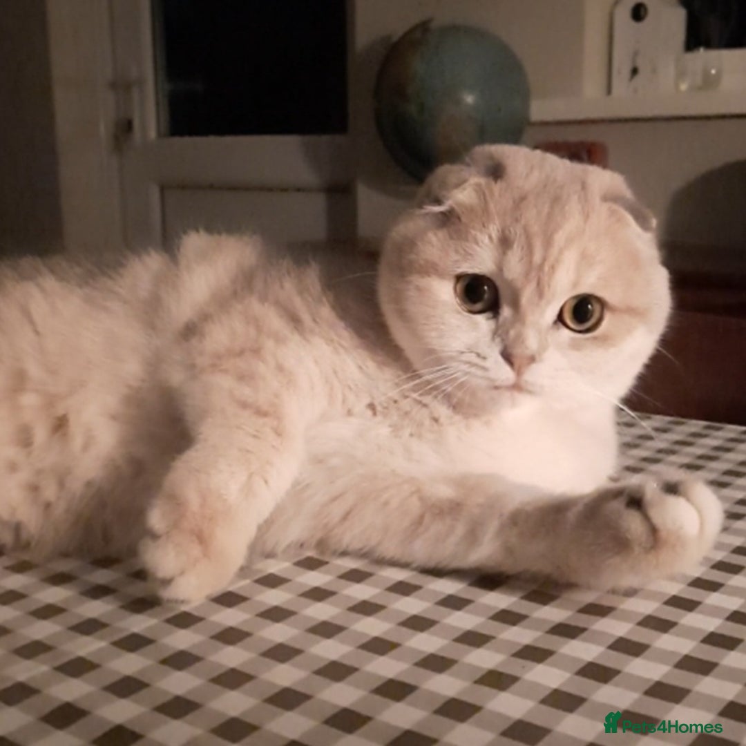 Scottish Fold cats for sale: TICA Reg: Scottish Fold Neutered Girl Kittens - Advert 4