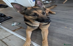 German Shepherd dogs for sale: Looking for new home - Image 2