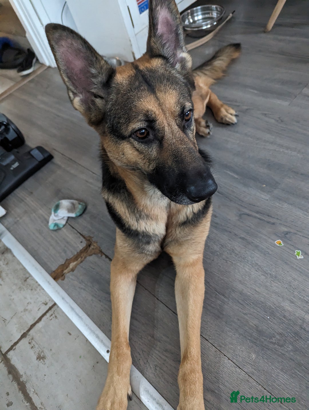 German Shepherd dogs for sale: Looking for new home - Image 2