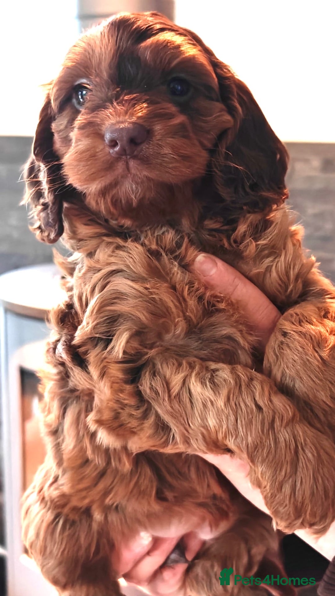 Cockapoo dogs for sale: F1 MINIATURE SHOWLINE COCKAPOO PUPPIES - Advert 19