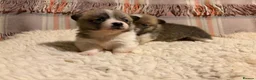 Welsh Corgi Pembroke dogs for sale: 5 Welsh Pembrokeshire Corgis Puppies For sale in Llandysul - Advert 6