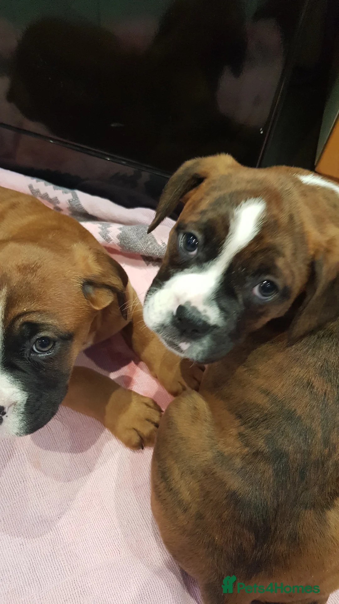 Boxer dogs for stud: Kc Registered and Heart scored Stud dog in Herne Bay - Advert 13