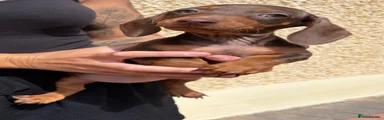 Miniature Dachshund Puppy 6
