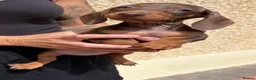 Miniature Dachshund dogs for sale: Reduced ! Last 2 Purebred Miniature Dachshunds  - Advert 2