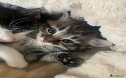 British Longhair cats for sale: Kittens for sale!! in Highbridge - Image 4