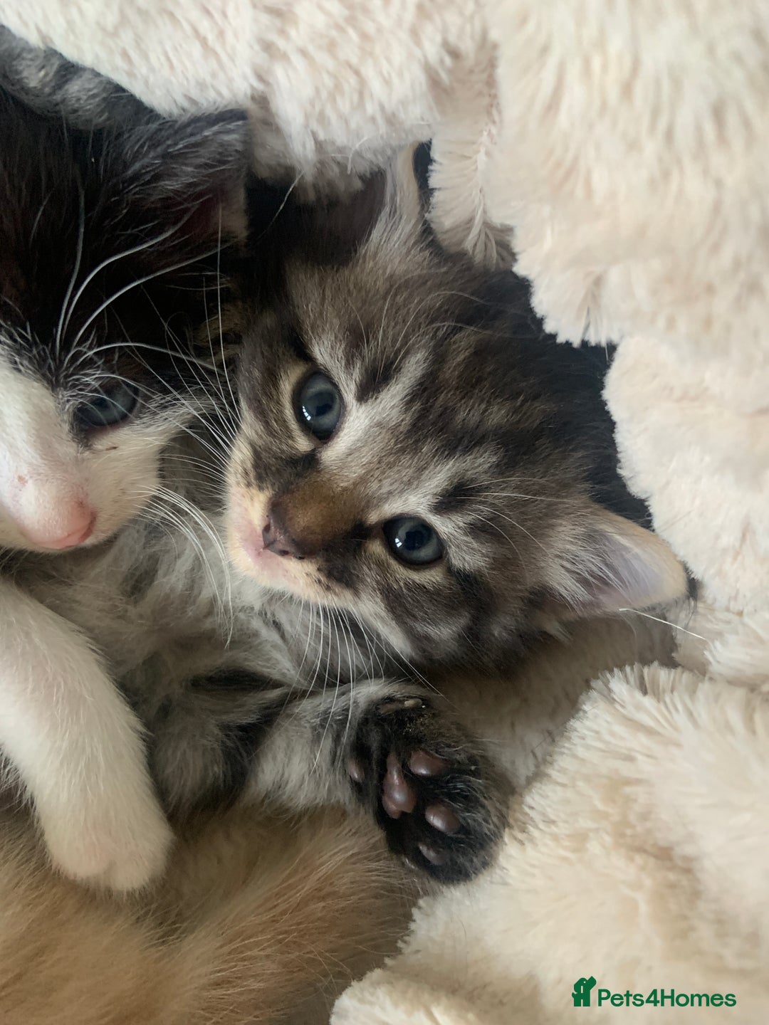 British Longhair cats for sale: Kittens for sale!! in Highbridge - Image 4