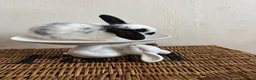 Mixed Breed rabbits for sale: *Ready to leave now* very tame bunnies - Advert 7