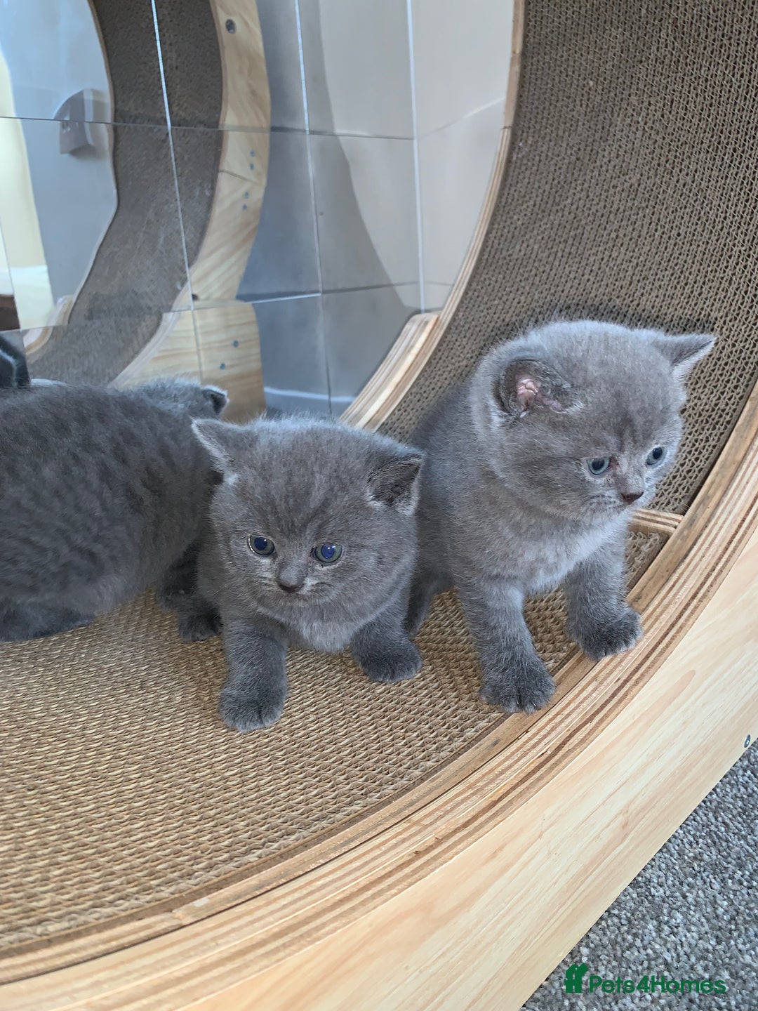 Scottish Fold cats for sale: Scottish Fold x Russian Blue Kittens  - Image 4