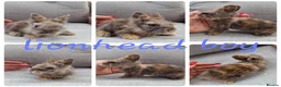 Mini Lop rabbits for sale: Mini lop babies available for reserve  - Advert 4