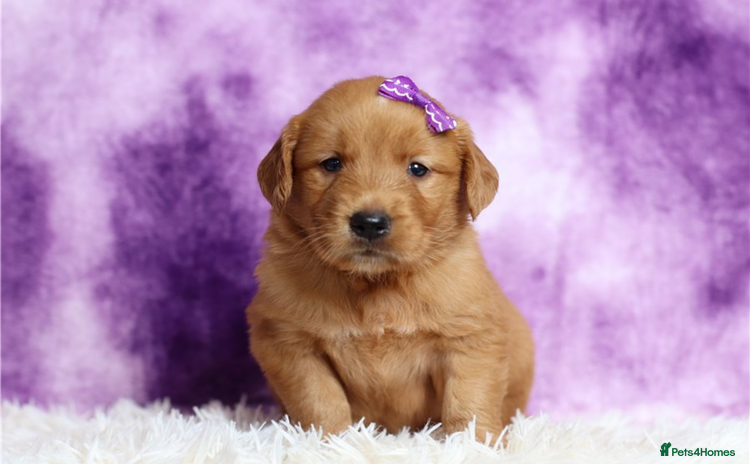 Golden Retriever dogs - Advert 4