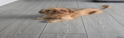 Shihpoo dogs for sale: Shihpoo puppies  - Advert 1