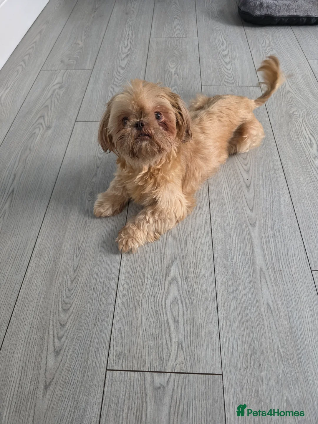 Shihpoo dogs for sale: Shihpoo puppies  - Advert 1