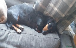 Miniature Dachshund dogs for sale: Piebald dachshund  - Image 6