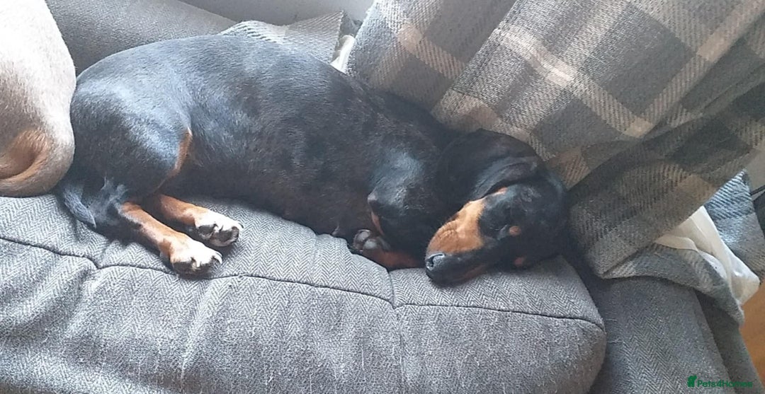 Miniature Dachshund dogs for sale: Piebald dachshund  - Image 6