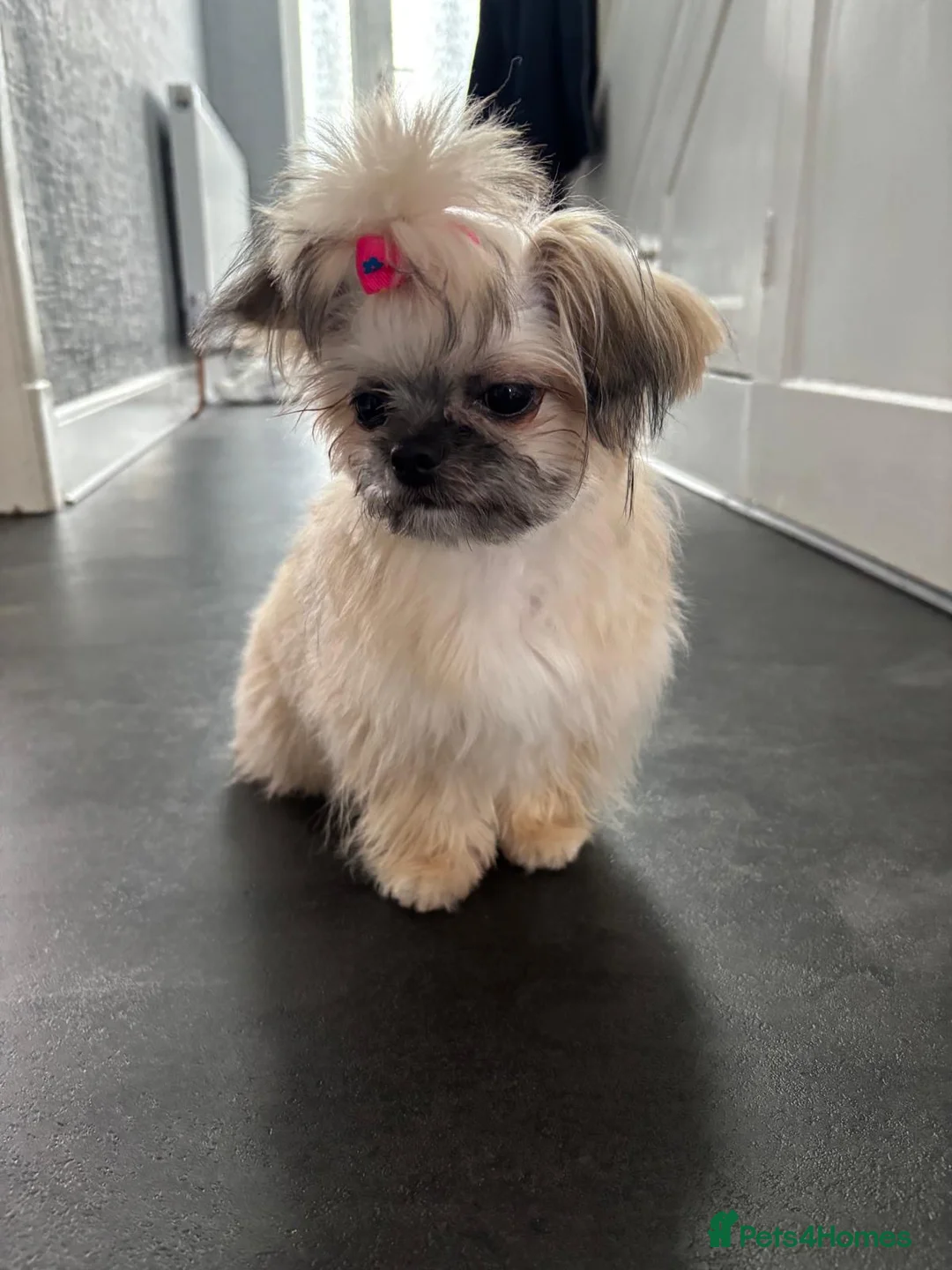 Mixed Breed dogs for sale: Hi I’m Lucy  - Advert 3