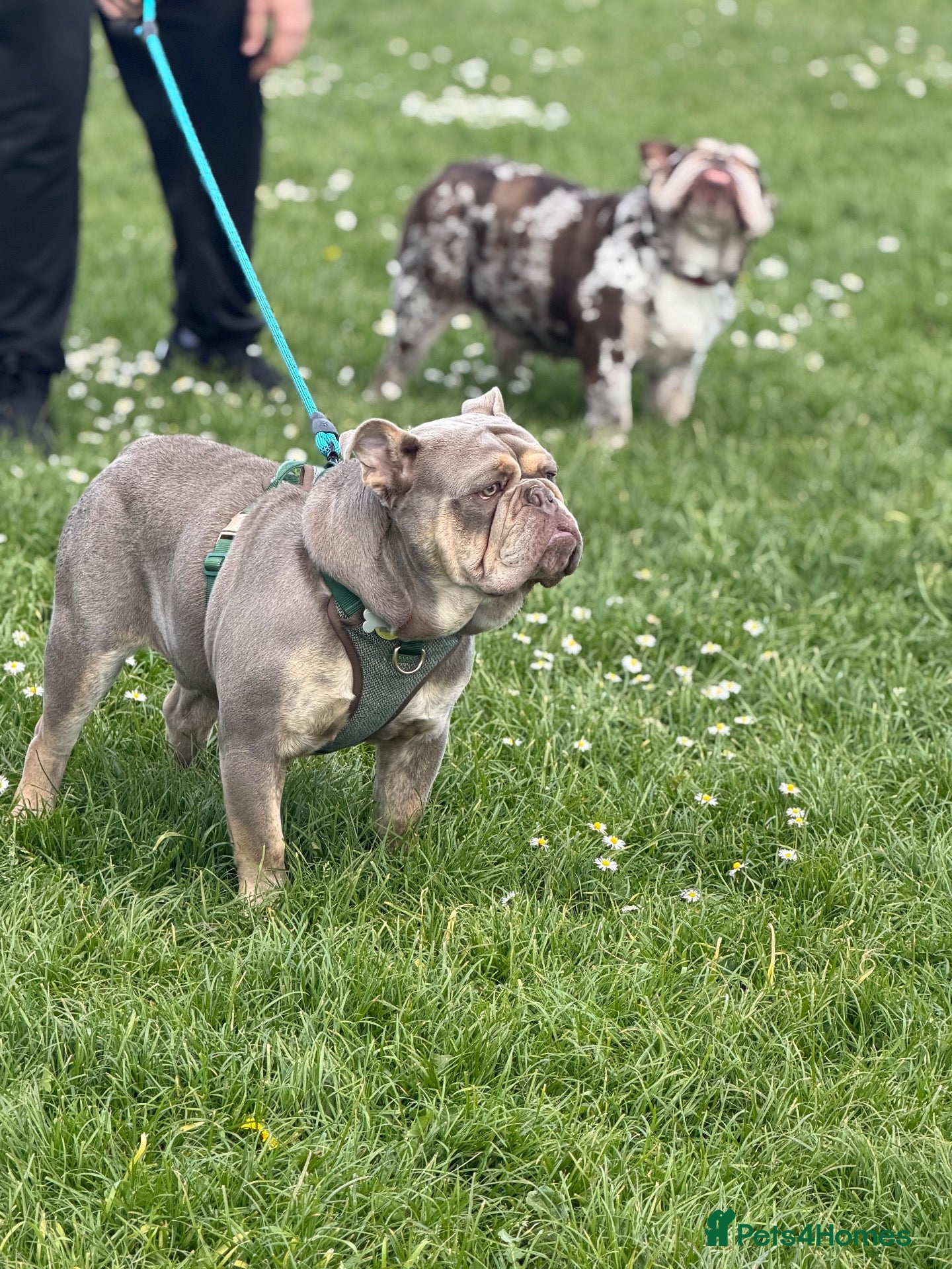 English Bulldog dogs Ready to stud  - Advert 12