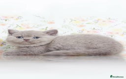 British Shorthair cats for sale: Beautiful lilac/fawn British shorthair kittens - Image 1