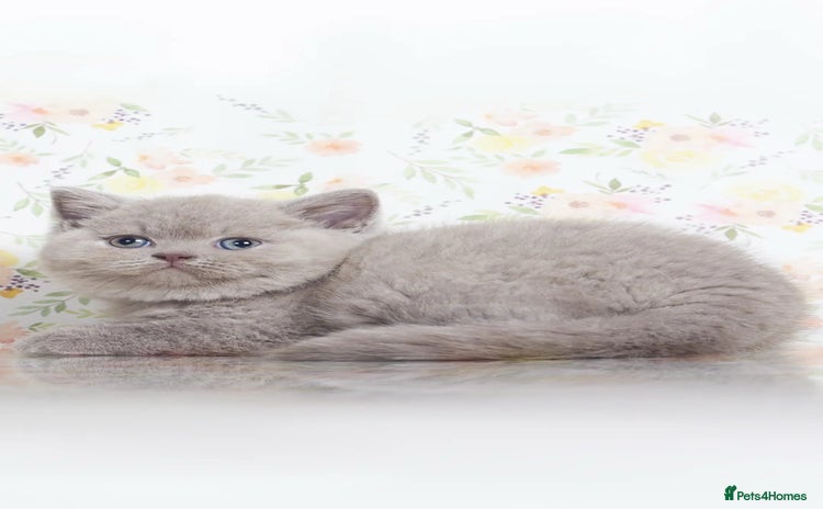 British Shorthair cats - Advert 11